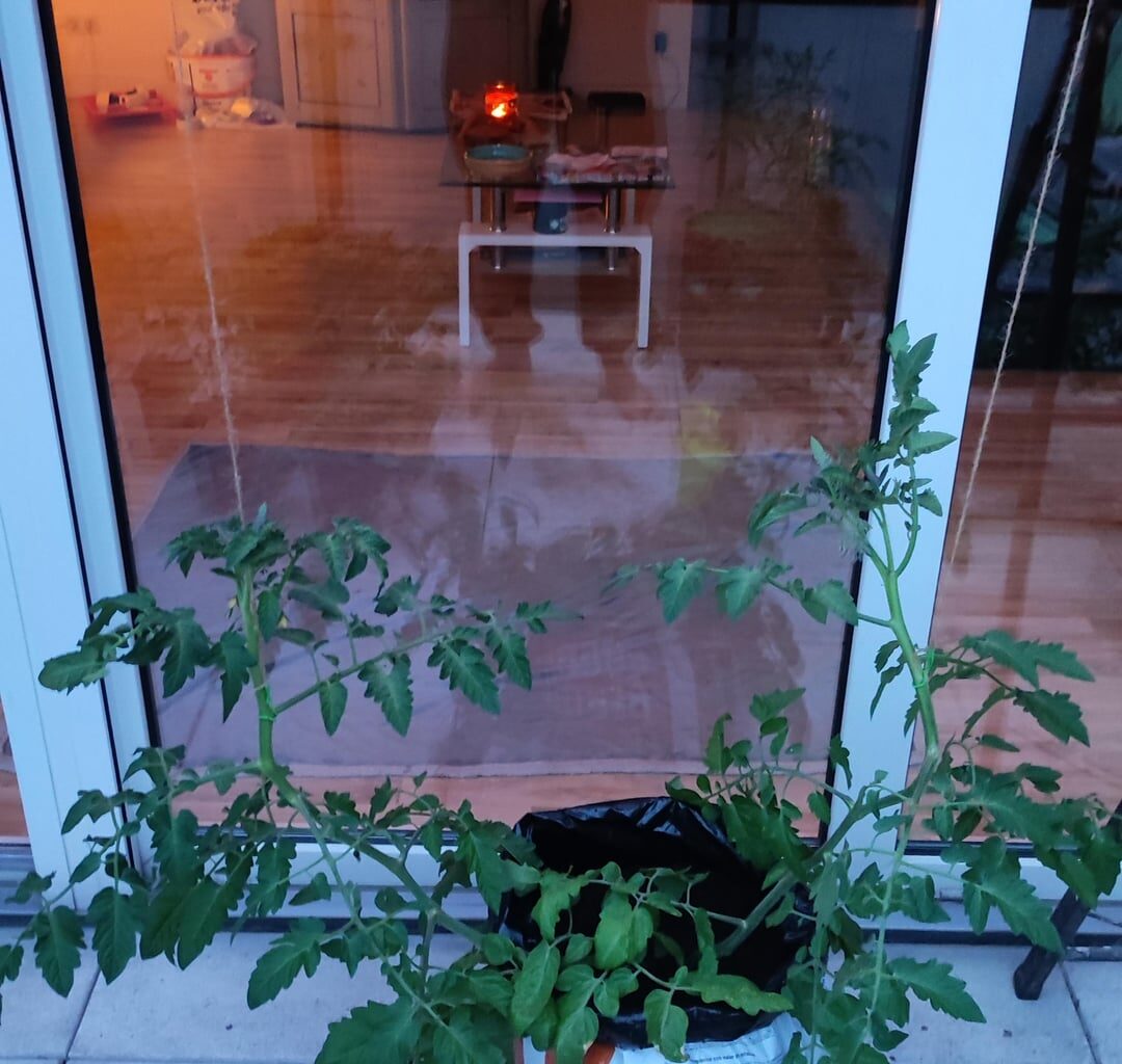 Gute Idee??? Hab vor alle meine Tomaten so fest zu machen muss ich gucken wie das klappt mit dem Platz dann aber scheint ja so keine schlechte Idee zu sein.