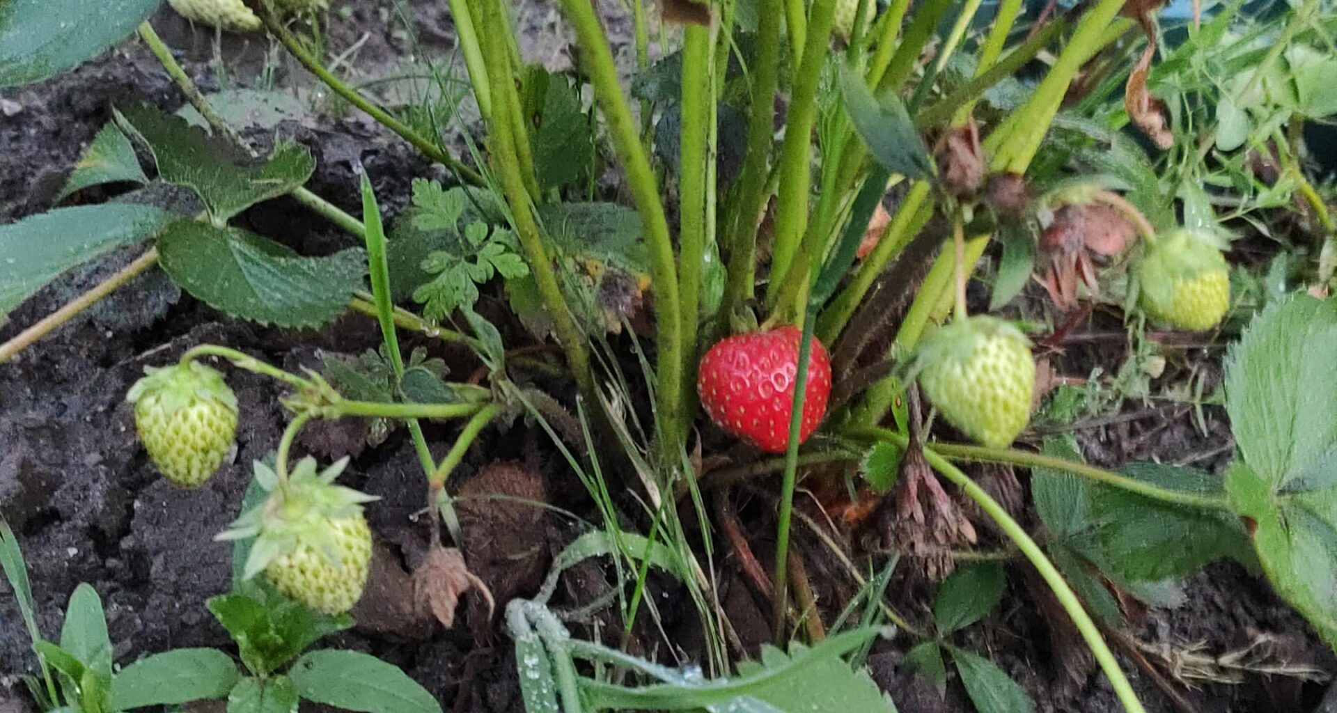 Bin ich der erste? 🍓