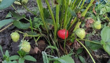 Bin ich der erste? 🍓