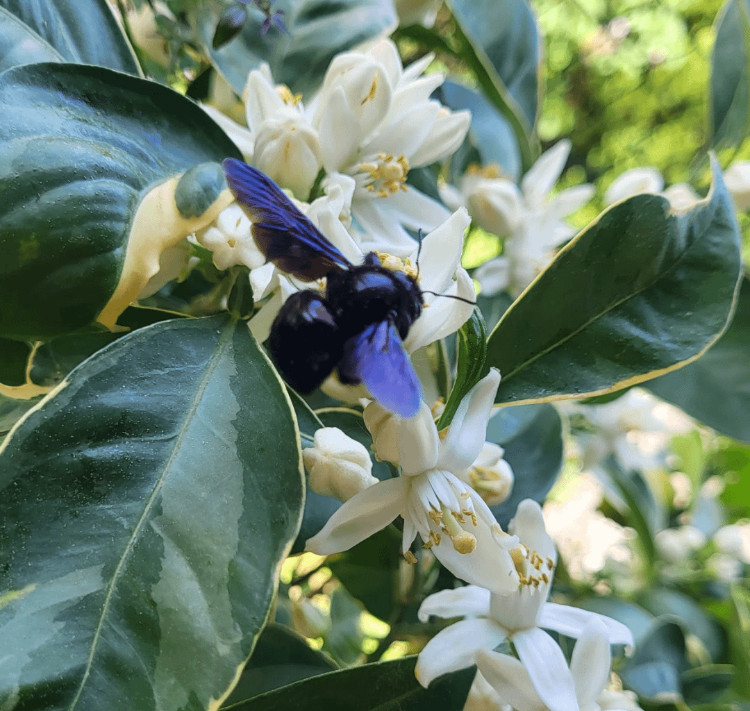 Fleißige Gartenhelfer