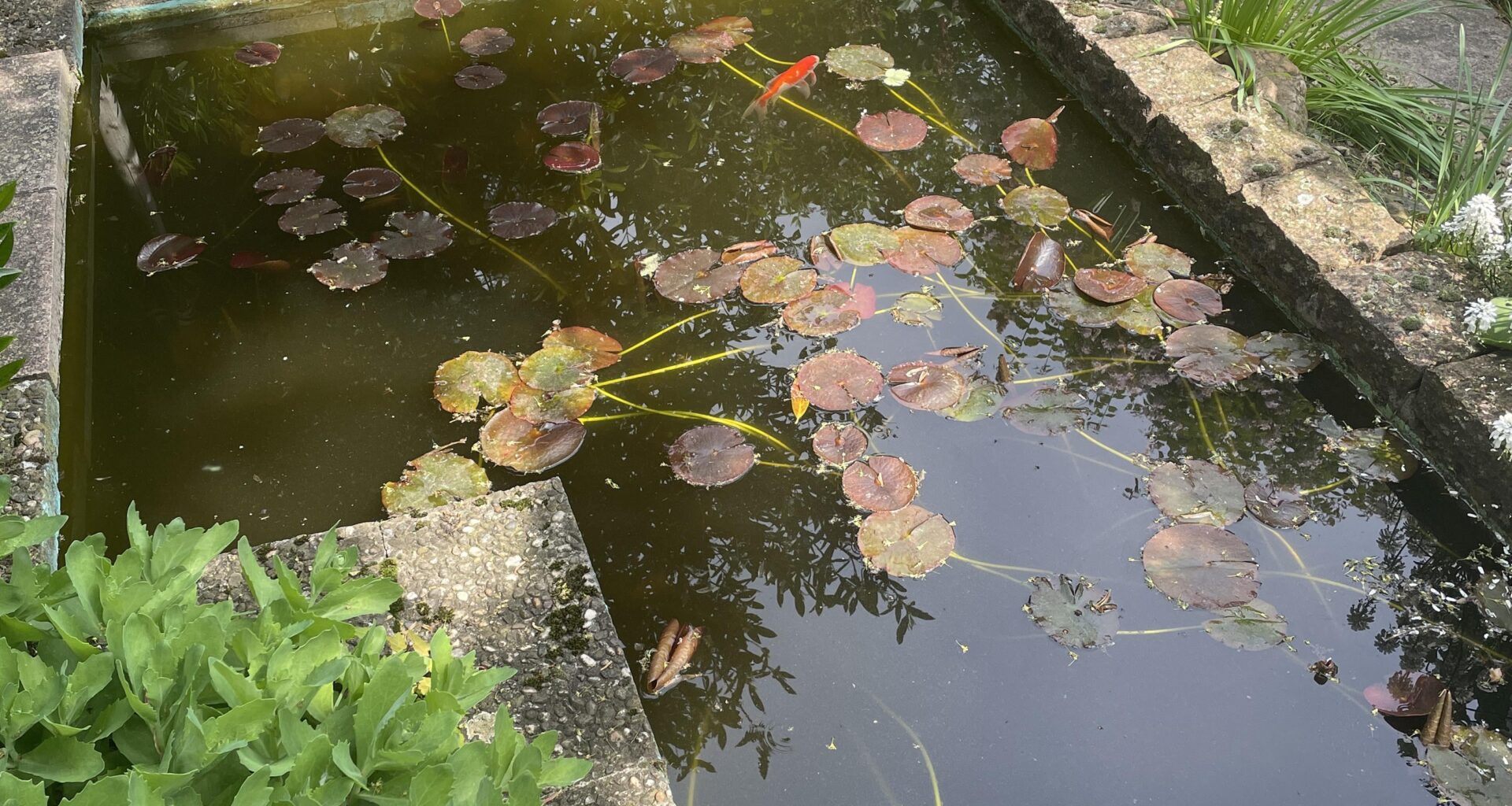 Gartenteich neu planen