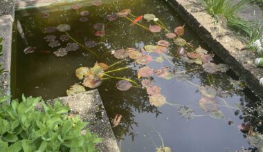 Gartenteich neu planen