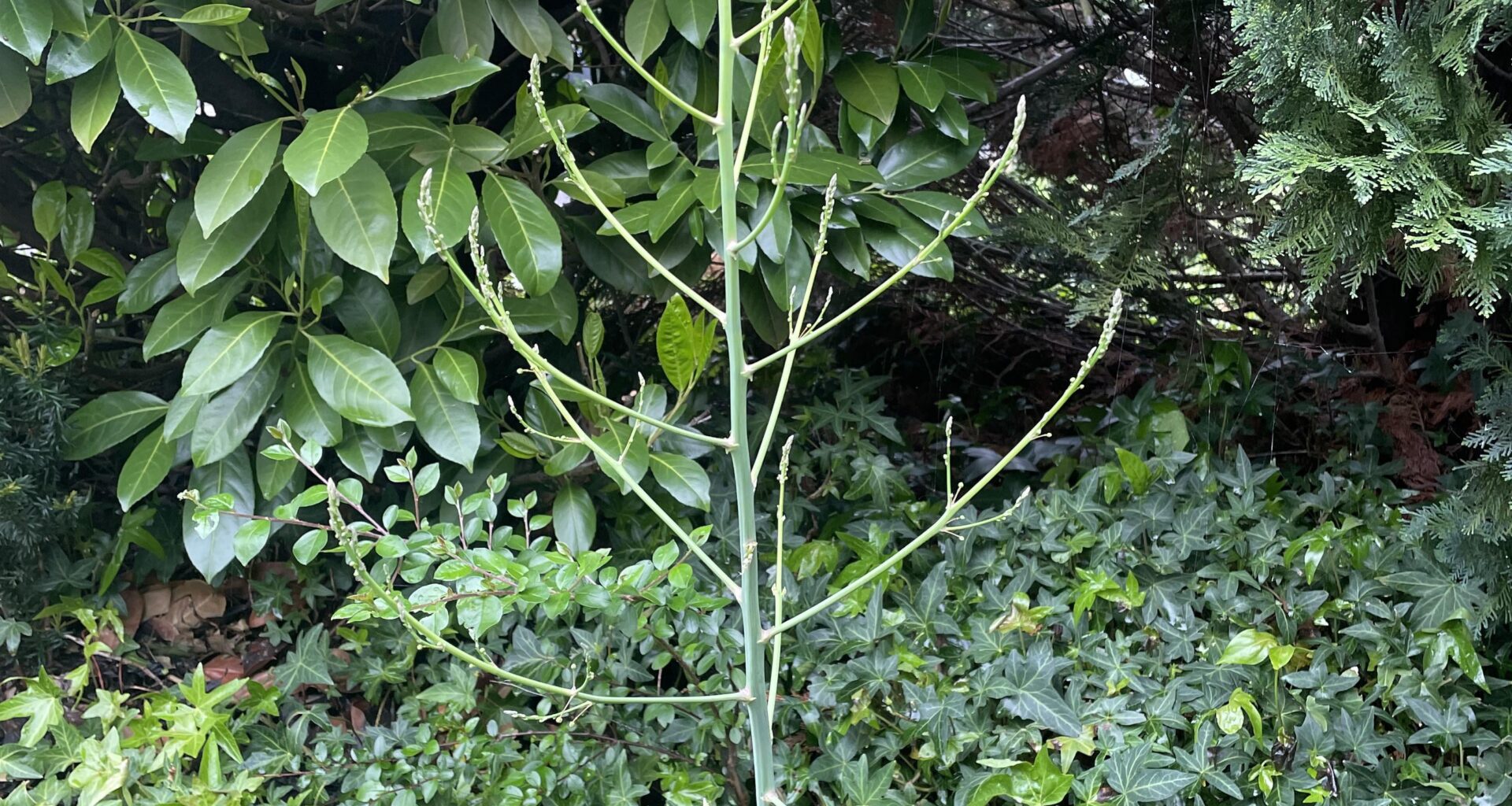 Random Spargel im Garten