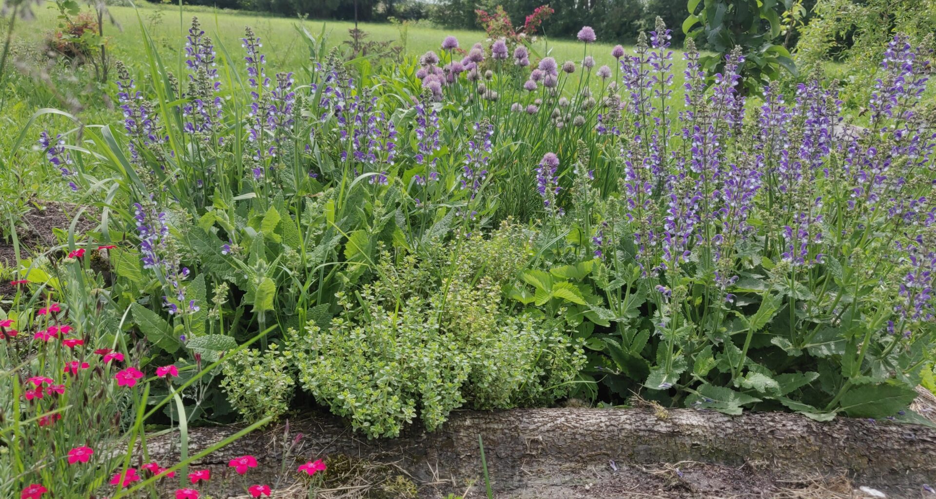 Salbei und Schnittlauch in Blüte