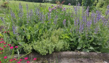 Salbei und Schnittlauch in Blüte