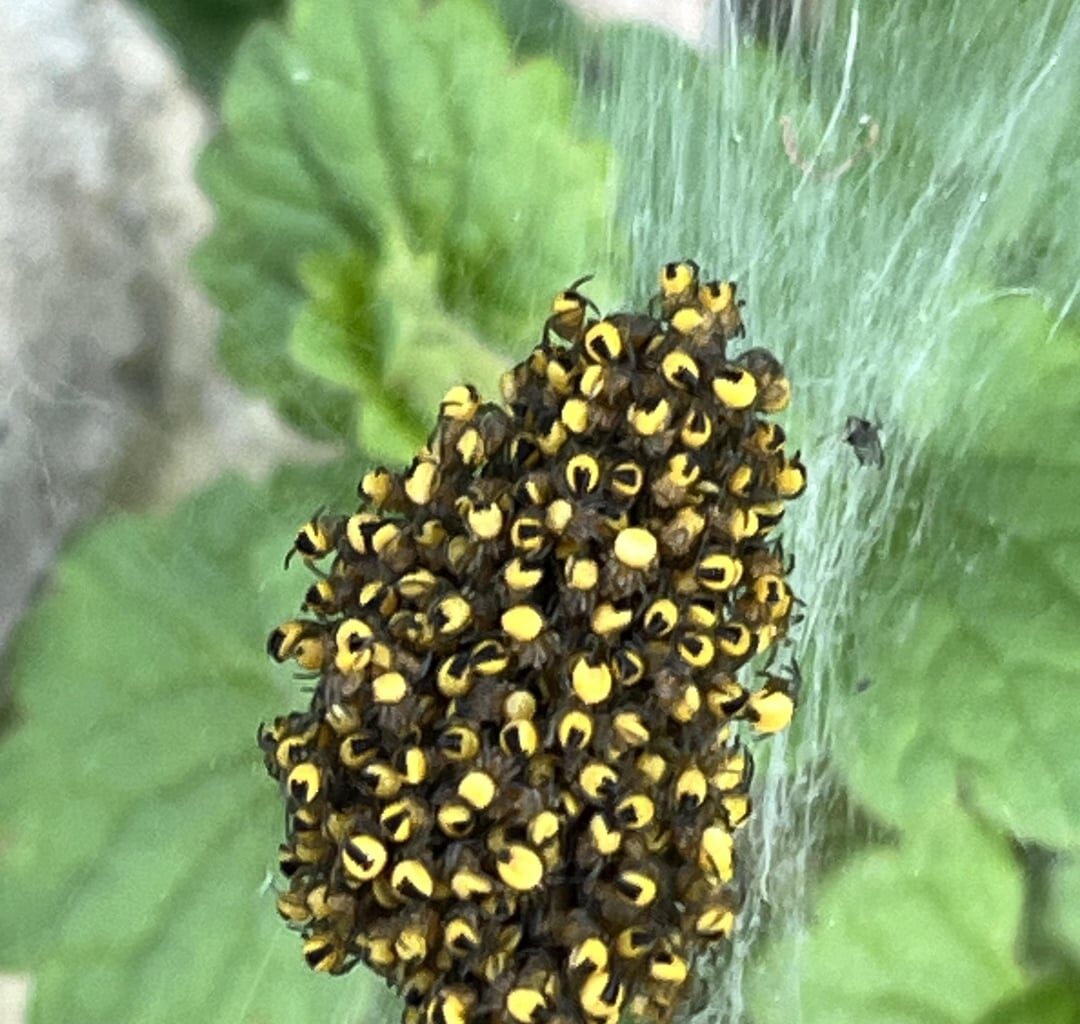 Wen hab ich da in meinem Garten gefunden?