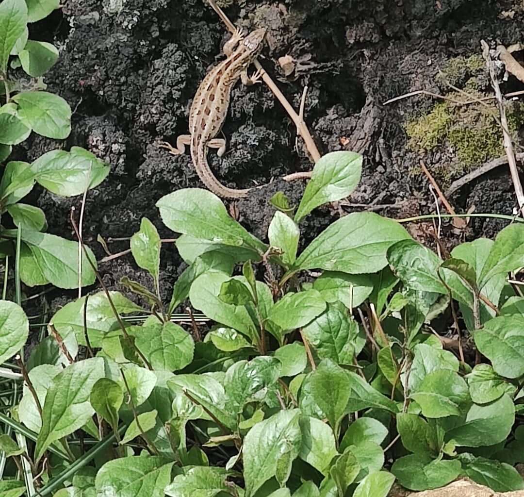 Ein paar Fotos von meinen Gartenbewohnern von diesen und letztem Jahr