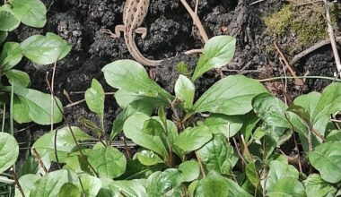 Ein paar Fotos von meinen Gartenbewohnern von diesen und letztem Jahr