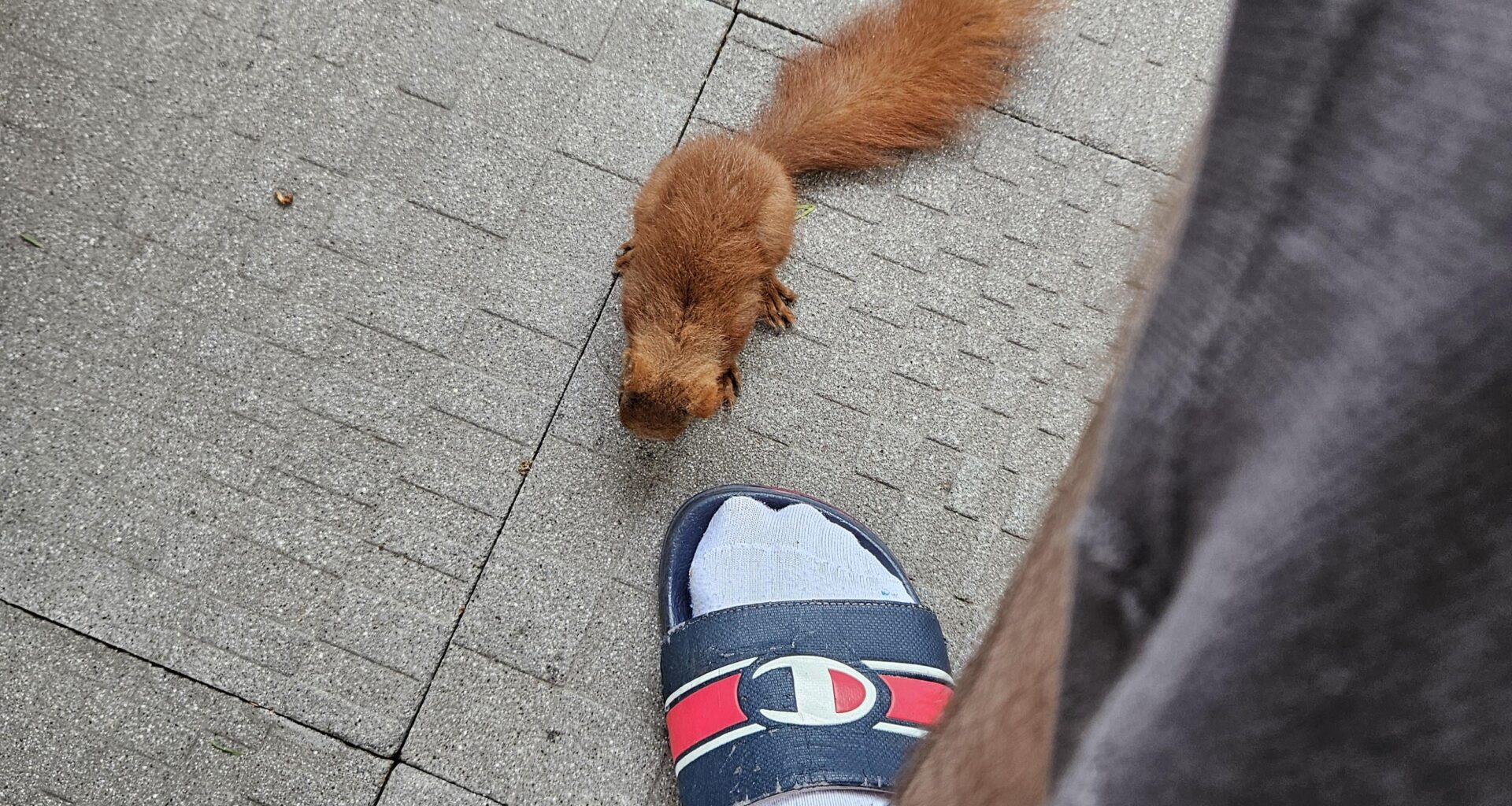 Was tun mit scheinbar jungem einhörnchen?