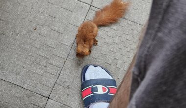 Was tun mit scheinbar jungem einhörnchen?