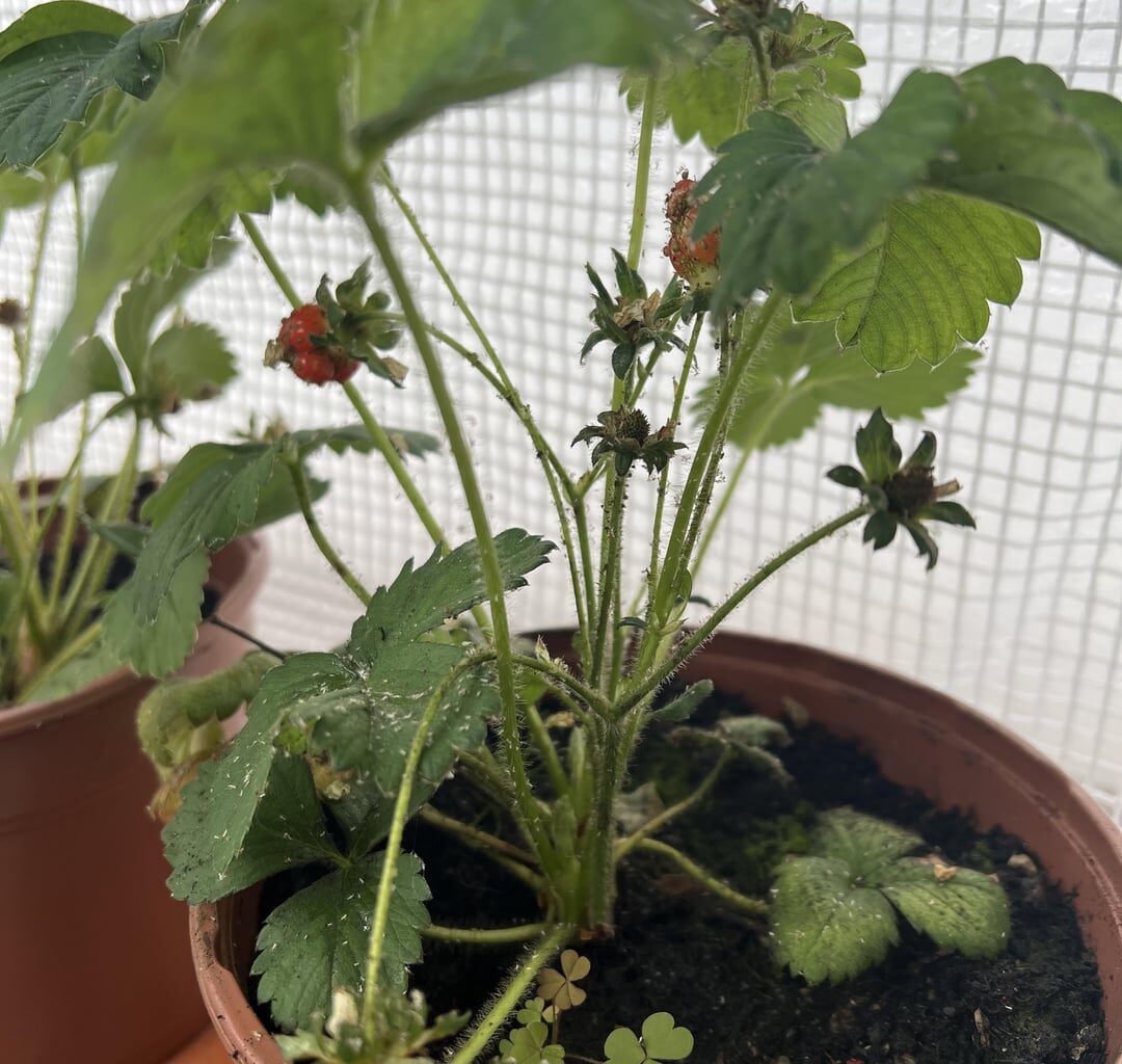 Weiß jemand, was da an meiner Tomate ist und wie ich es wegbekomme?