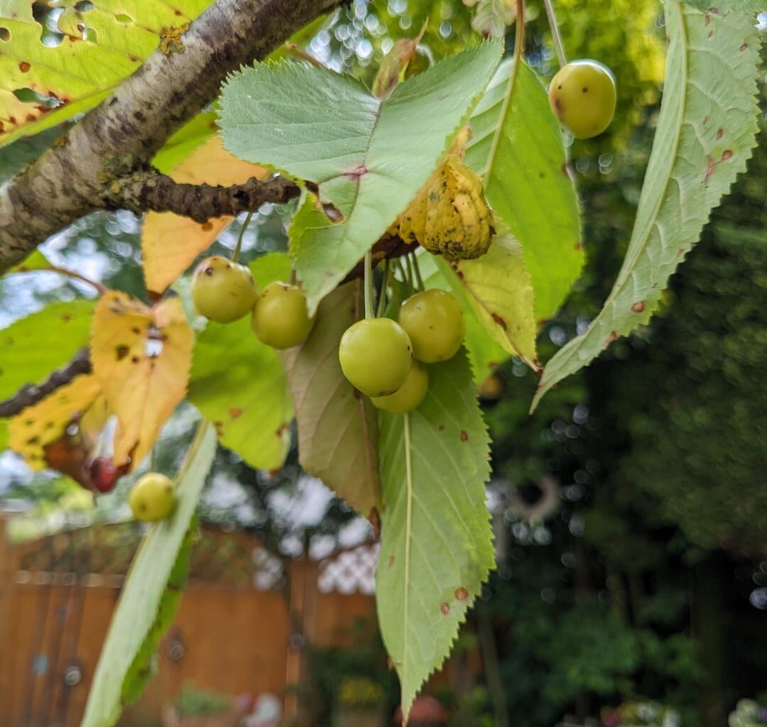 Was hat mein Kirschbaum?