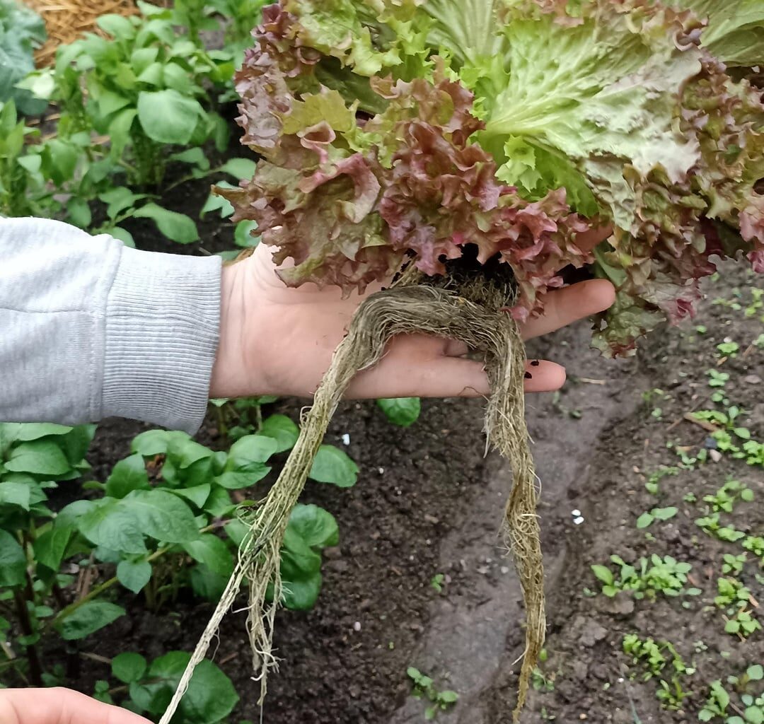 Nachtrag zum Hydro Salat