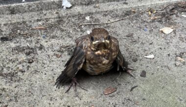 Weiß wer, was dem kleinen Vogel fehlt?