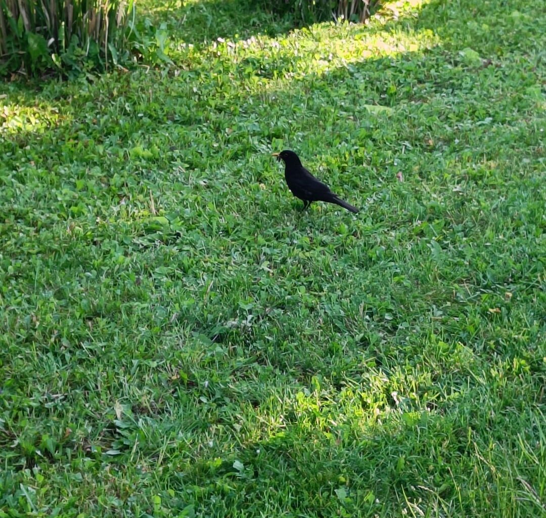 Liebe Grüße von meinen Gartenamseln