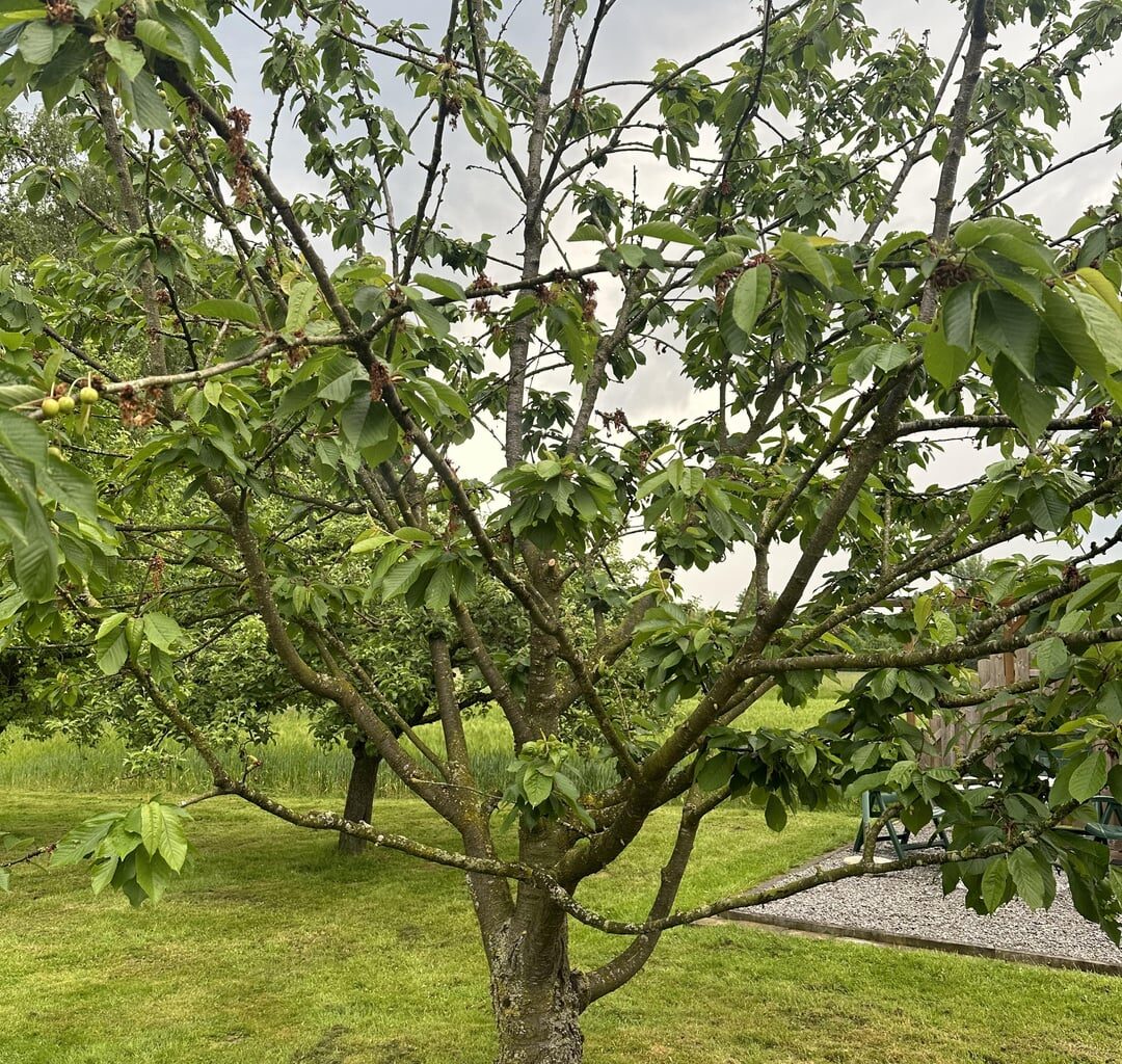 Kirsche trägt kaum Früchte. Krank?