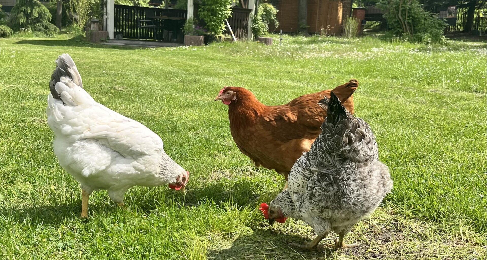 Garten + Hühner = Liebe!