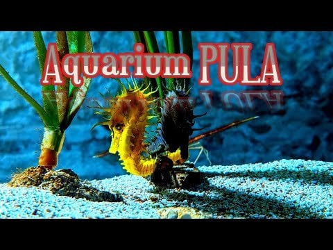 Biggest Aquarium in Croatia Pula Istra Verudela 4K walking tour