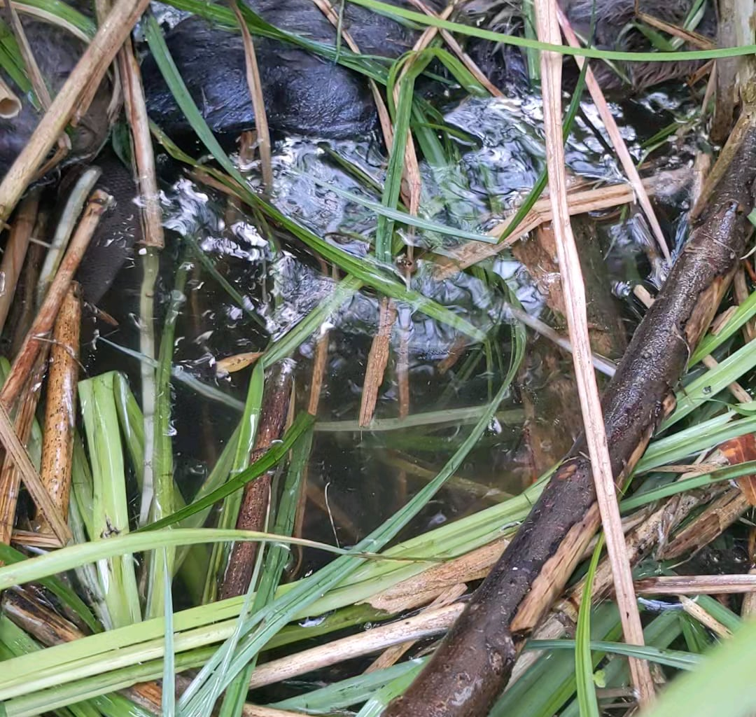 Im Garten haben sich Halbstarke breit gemacht...