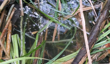 Im Garten haben sich Halbstarke breit gemacht...