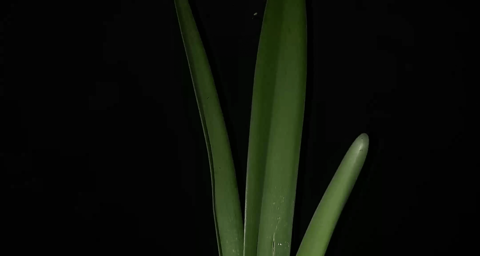 Amaryllis bloom timelapse