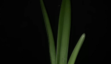 Amaryllis bloom timelapse