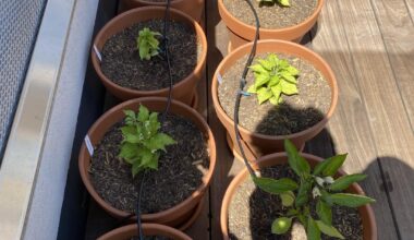 Wo sind die Balkon-Chiligärtner-Profis hier?