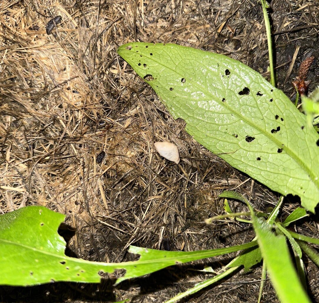 Welche Schneckenarten sind das?