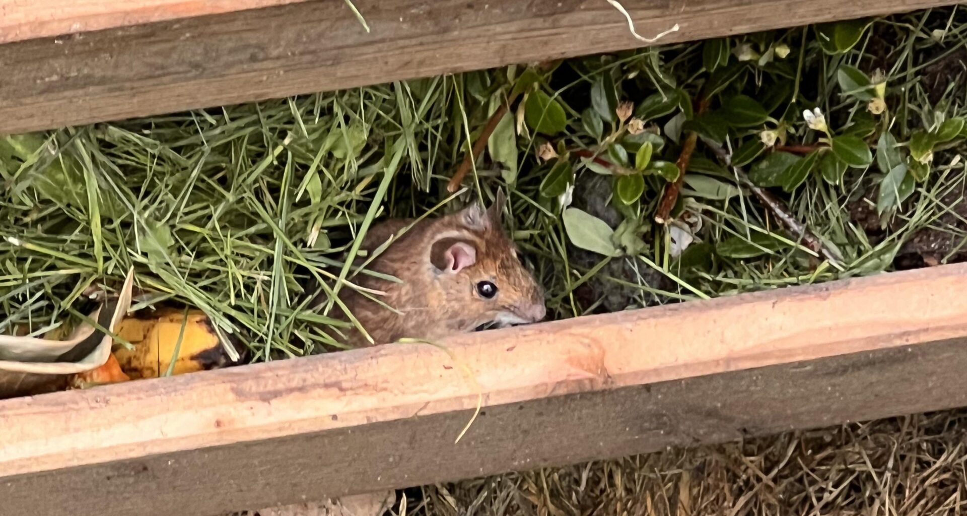 Ist eine Maus im Kompost ein Problem?