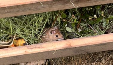 Ist eine Maus im Kompost ein Problem?