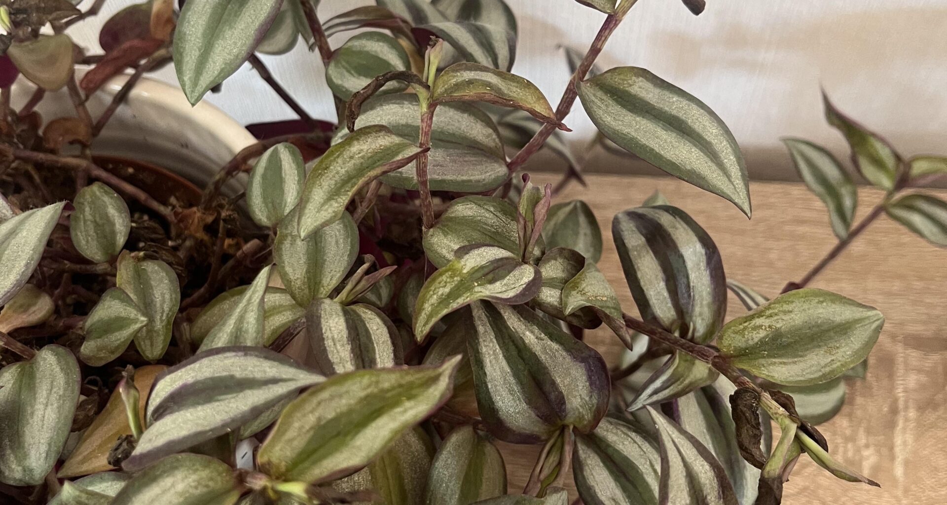 Was hat meine Tradescantia?