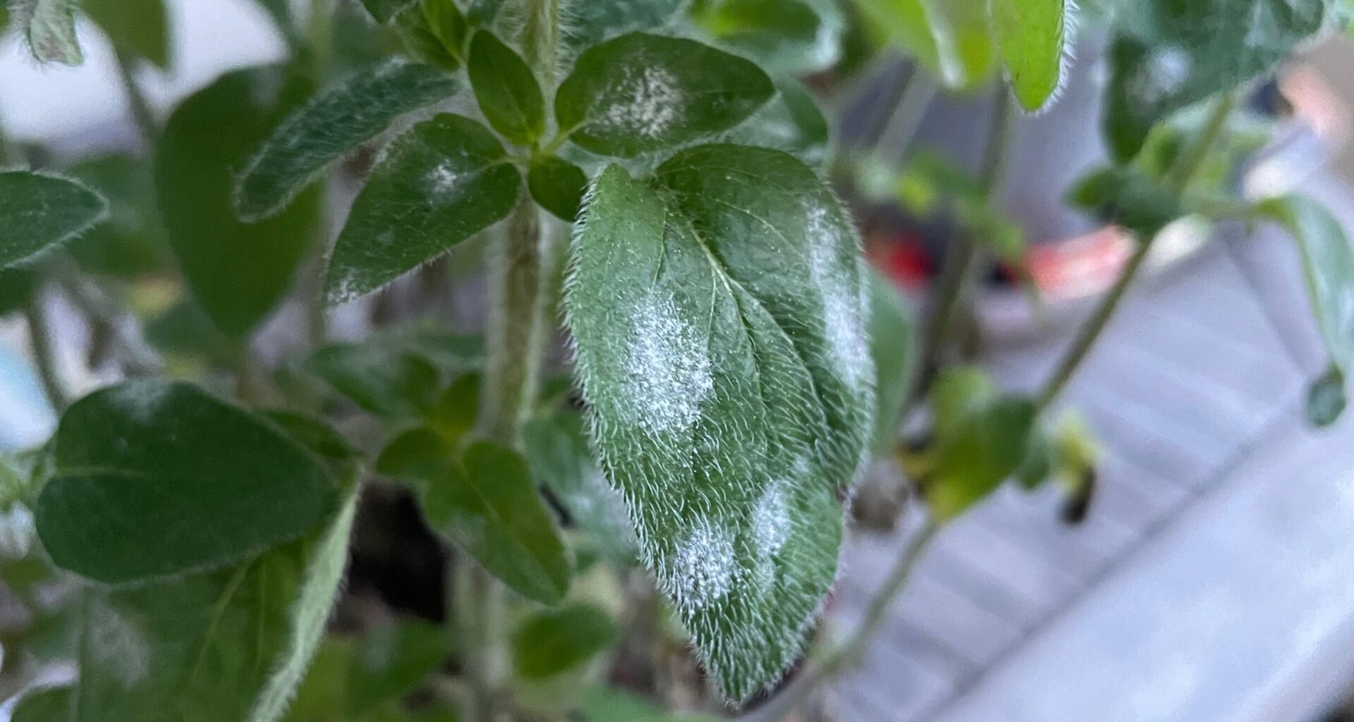 Oregano: Was ist der lieben Pflanze passiert? Habe sie nicht mal in die Erde setzten können -zwei Tage und plötzlich dieser weiße Flaum.