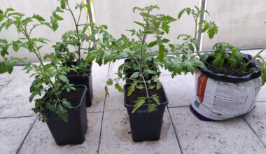 Meine Tomaten 🥰 ich habe 4 gestern in je 7 Liter Töpfe gepflanzt und 1 heute in einem großen Sack wo damals Erde drin war, aber natürlich unten Lichter rein gemacht ich meine das Volumen sollten so 25 Liter sein da muss ich dann nix mehr umtopfen gute Idee wie ich finde! Ich denke die in den ***