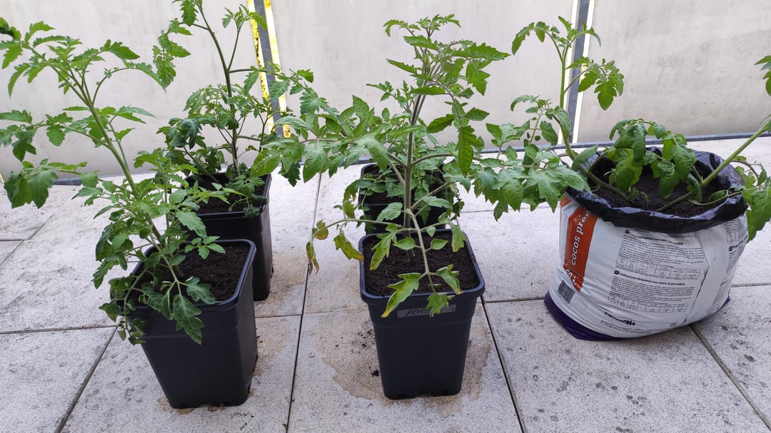 Meine Tomaten 🥰 ich habe 4 gestern in je 7 Liter Töpfe gepflanzt und 1 heute in einem großen Sack wo damals Erde drin war, aber natürlich unten Lichter rein gemacht ich meine das Volumen sollten so 25 Liter sein da muss ich dann nix mehr umtopfen gute Idee wie ich finde! Ich denke die in den ***