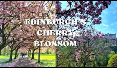 A beautiful sight every year - Edinburgh's cherry blossom and tulips at The Meadows and Princes Street Gardens near Edinburgh Castle in the city centre