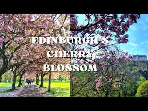 A beautiful sight every year - Edinburgh's cherry blossom and tulips at The Meadows and Princes Street Gardens near Edinburgh Castle in the city centre