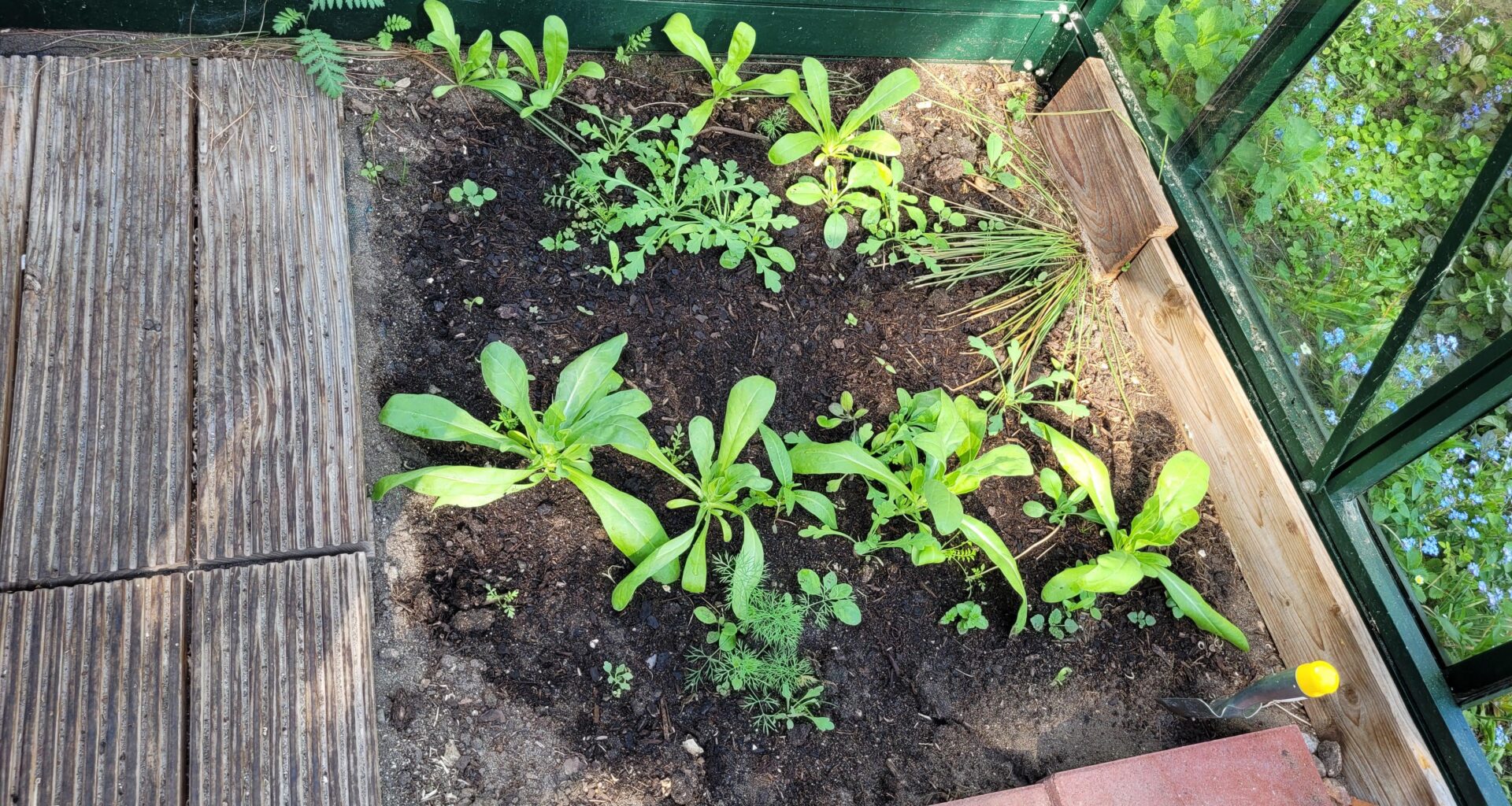 Wie viele Tomatenpflanzen?