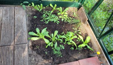 Wie viele Tomatenpflanzen?