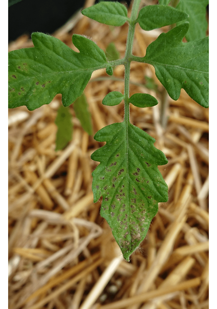 Was hat meine Tomate für Flecken?