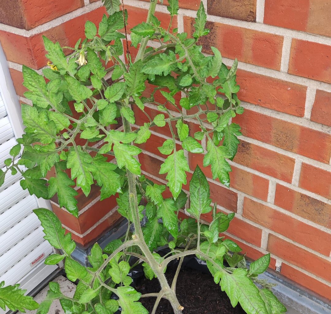 Meine ersten Tomaten zeigen sich Juhu... 😍 habt ihr Tips für mich zb ob man die Boden Blätter entfernen sollte? Möchte mir keine Schädlinge einfangen! Naja, jetzt sind alle Tomaten in ihren End Topf 😎 ich hätte übrigens mal doch nicht die unteren Blüten entfernen sollen vor ein paar Wochen. Naja.