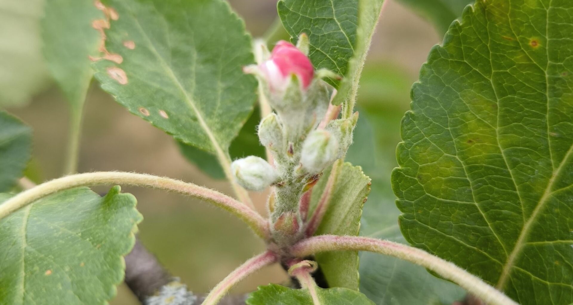 Mein Apfelbaum bildet neue Blüten