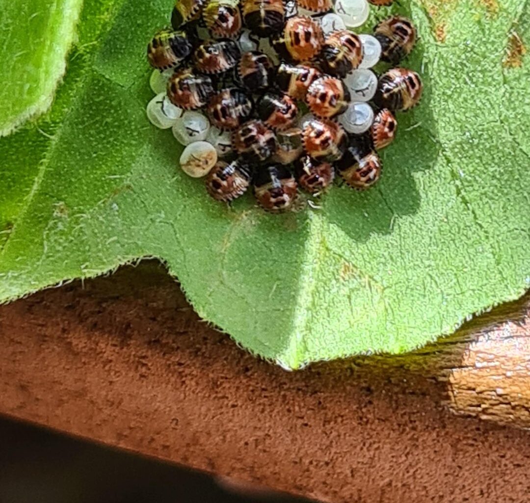 Wessen Babys schlüpfen hier?