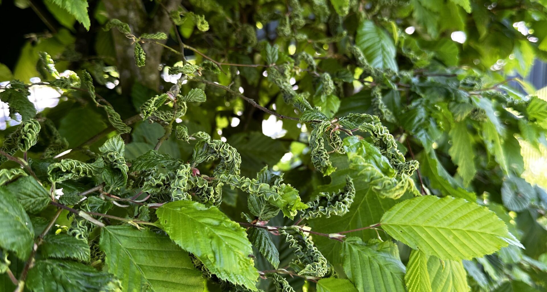 Was hat meine Hecke?