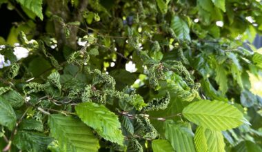 Was hat meine Hecke?