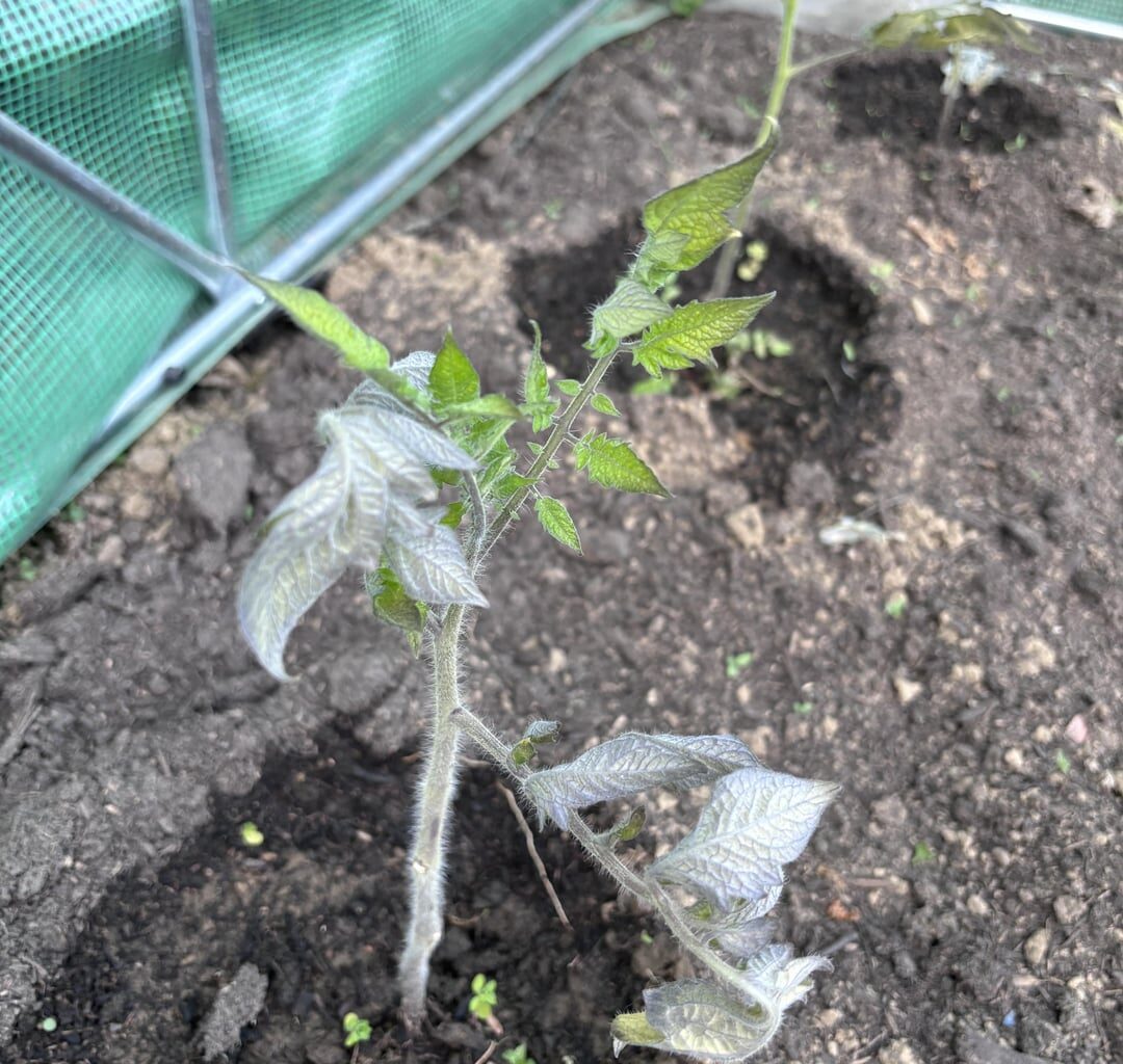 Tomatenblätter blau/grau!?