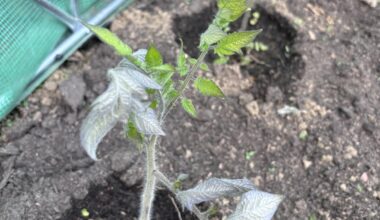 Tomatenblätter blau/grau!?