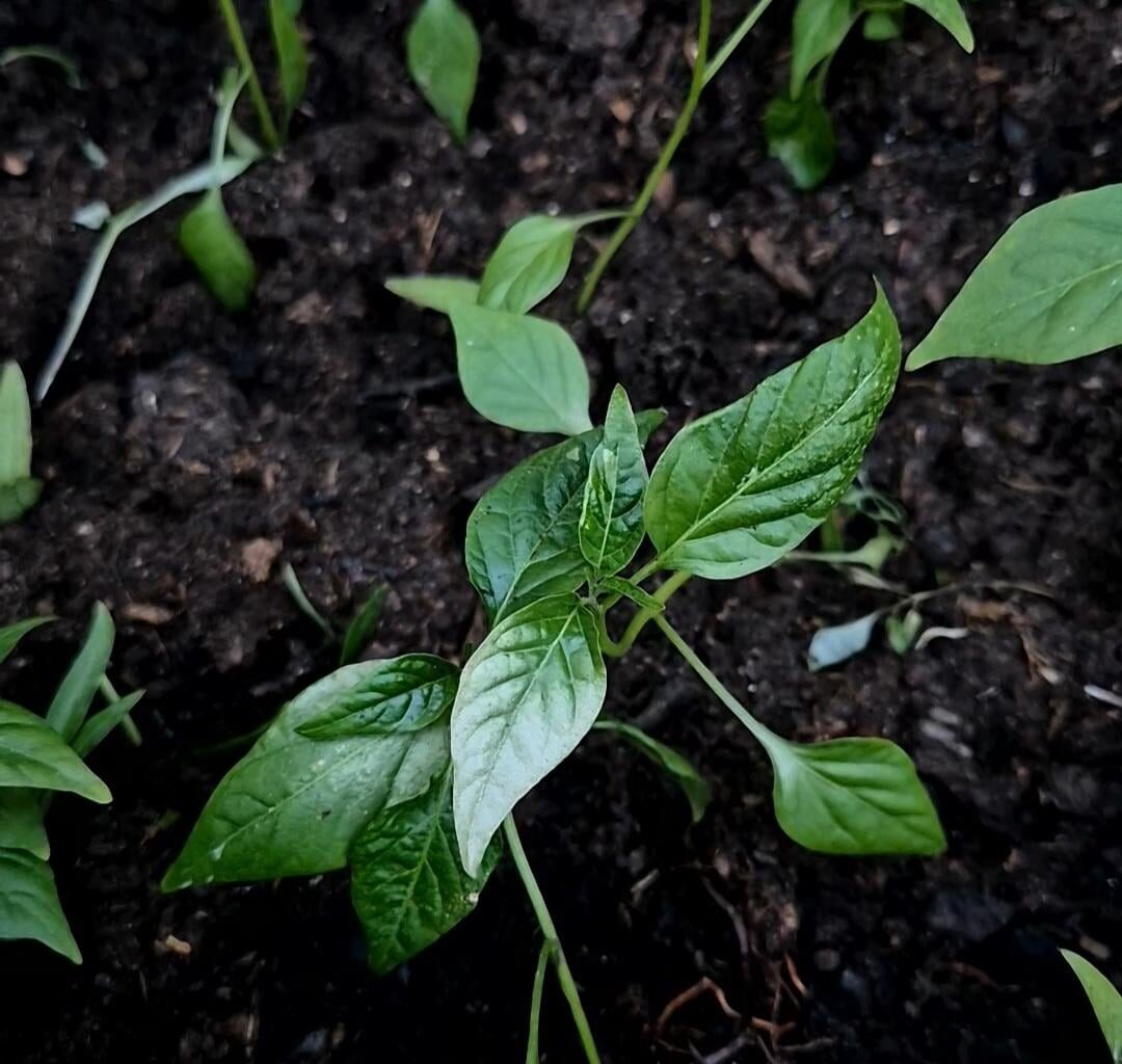 Blätter von Chili werden weiß