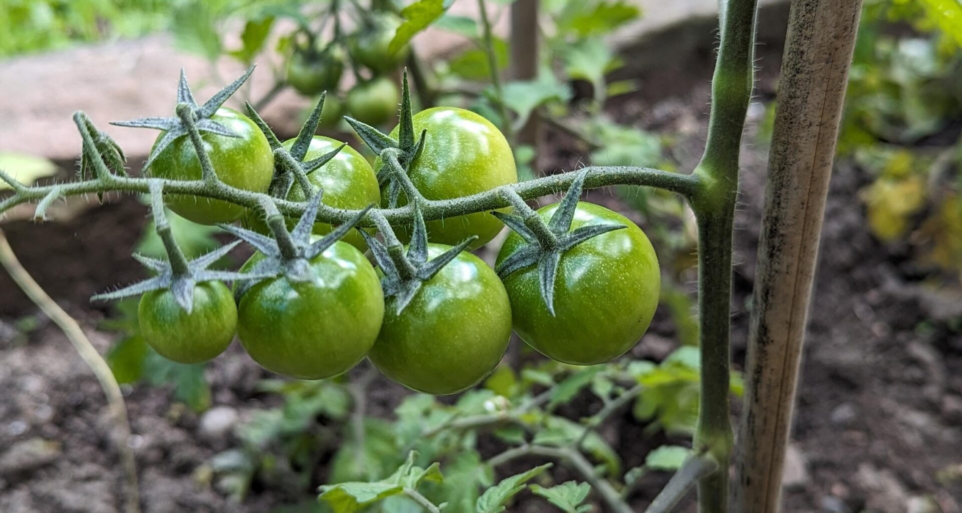 Tomaten vorziehen lohnt sich...