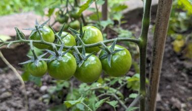 Tomaten vorziehen lohnt sich...