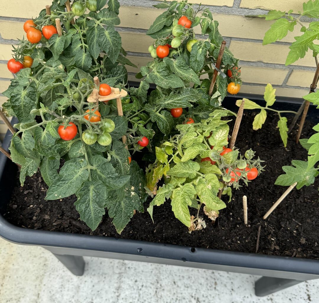 Was ist mit meiner Tomaten Pflanze los ?